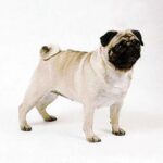Mops