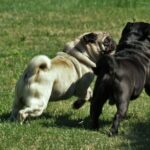 Mops