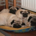 Mops