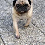 Mops