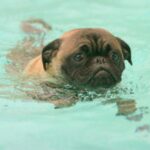 Mops