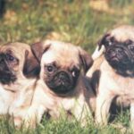 Mops