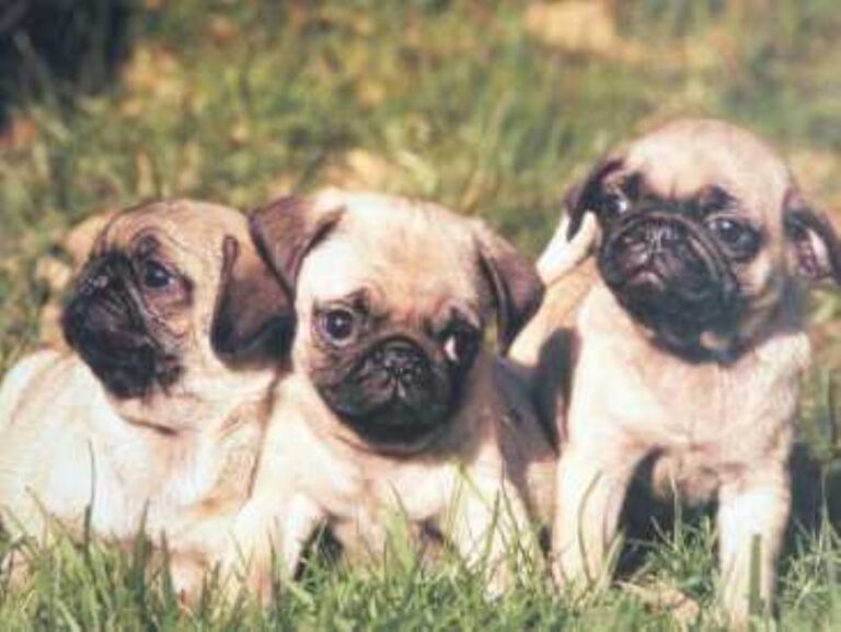 Mops