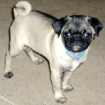 Mops