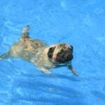 Mops