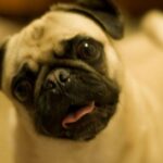 Mops