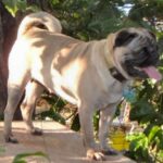 Mops