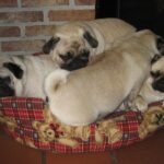 Mops