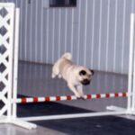 Mops