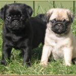 Mops