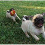 Mops