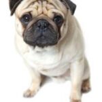 Mops