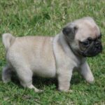 Mops