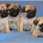 Mops