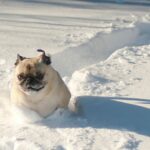 Mops