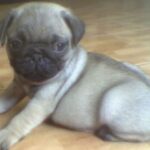 Mops