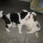 Mucuchies