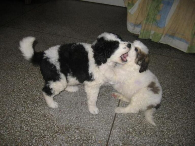 Mucuchies
