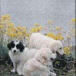 Mucuchies