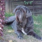 Napolitansk Mastiff