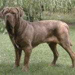 Napolitansk Mastiff