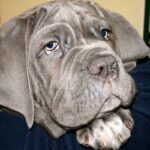 Napolitansk Mastiff