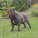 Napolitansk Mastiff