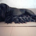 Napolitansk Mastiff