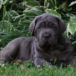 Napolitansk Mastiff