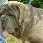 Napolitansk Mastiff