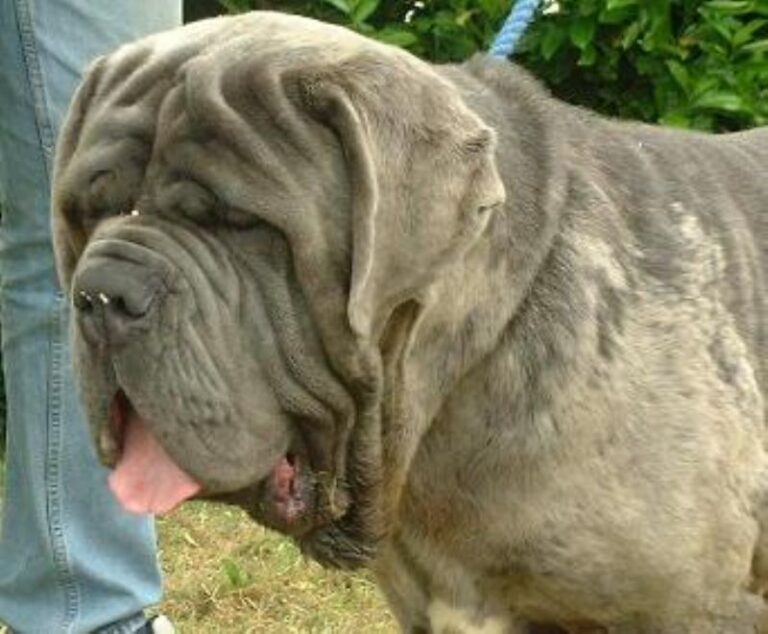 Napolitansk Mastiff