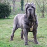 Napolitansk Mastiff