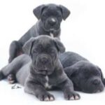 Napolitansk Mastiff