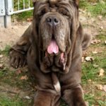Napolitansk Mastiff