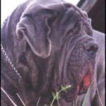 Napolitansk Mastiff