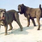 Napolitansk Mastiff