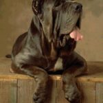 Napolitansk Mastiff