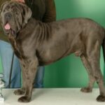 Napolitansk Mastiff