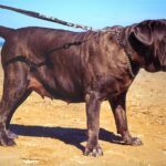 Napolitansk Mastiff