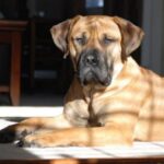Nebolish Mastiff