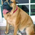 Nebolish Mastiff