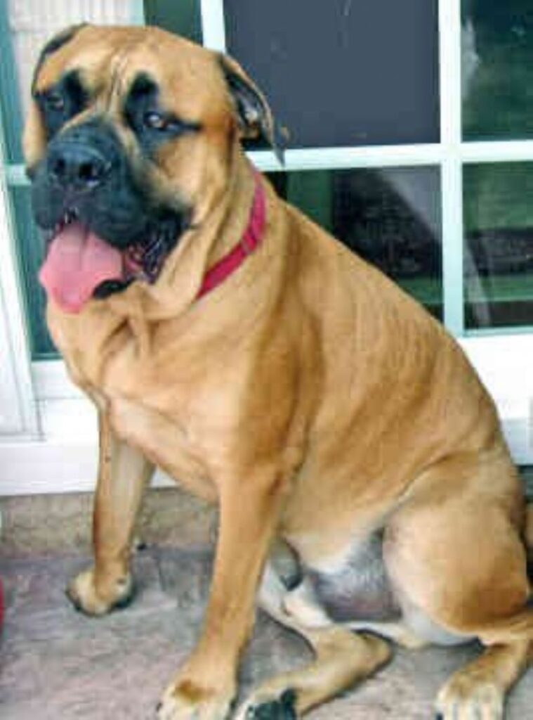 Nebolish Mastiff