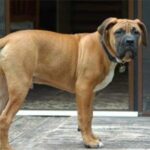 Nebolish Mastiff