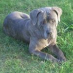 Nebolish Mastiff