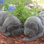 Nebolish Mastiff