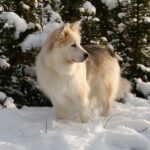 Nenets Herding Laika