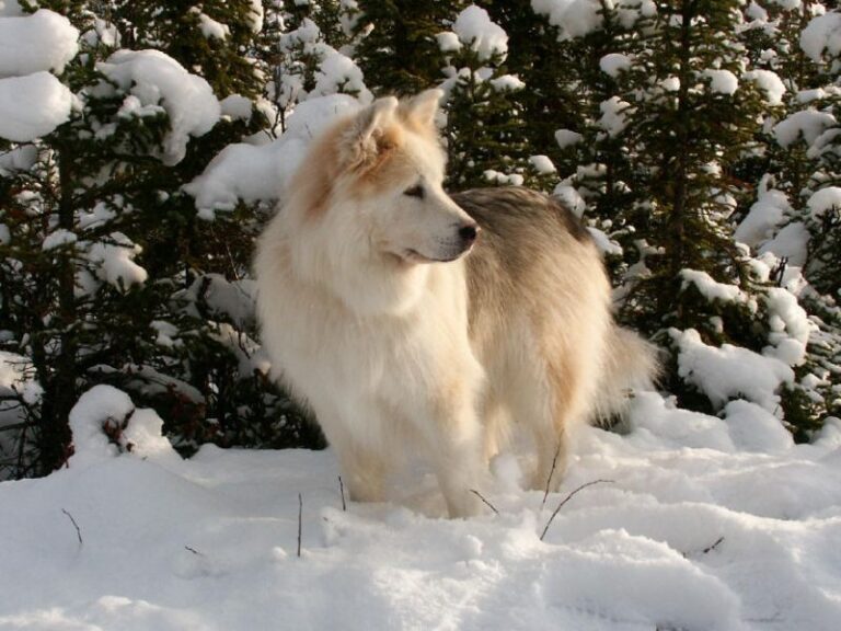 Nenets Herding Laika