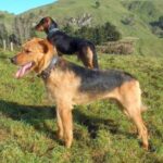 New Zealand Huntaway