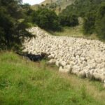 New Zealand Huntaway