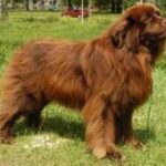 Newfoundlandshund